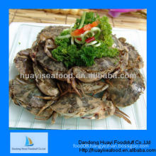 New high quality fresh iqf mud crab